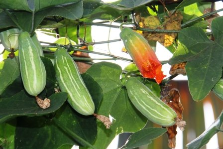 Manfaat Timun Tikus: Tanaman Liar Kaya Khasiat untuk Kesehatan dan Keberlanjutan